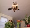 Cat jumping towards camera.jpg